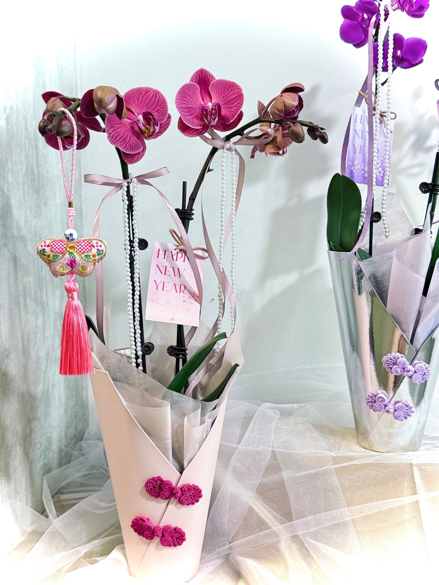 Mini Phalaenopsis Orchids | Bloom Box