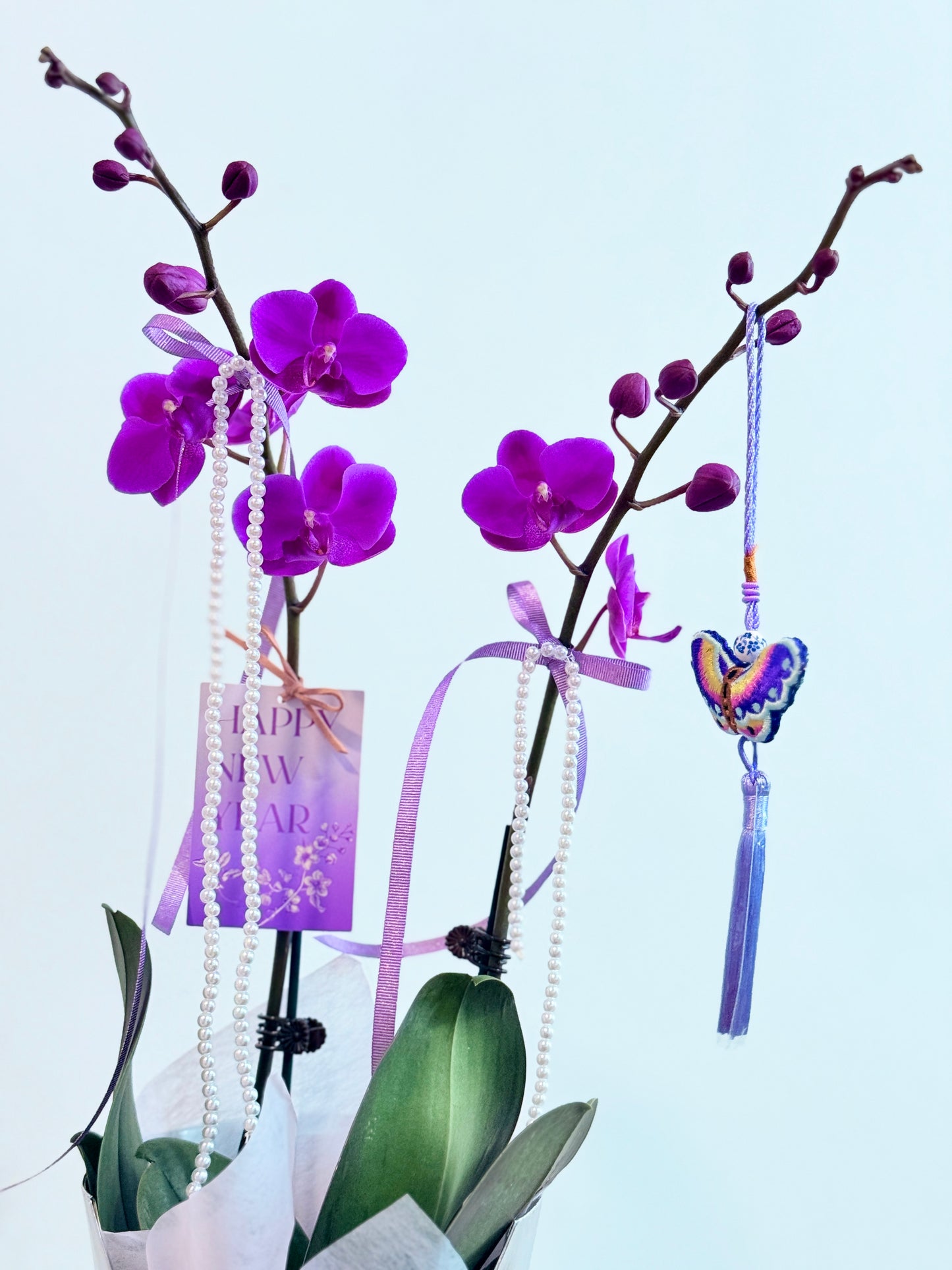 Mini Phalaenopsis Orchids | Bloom Box