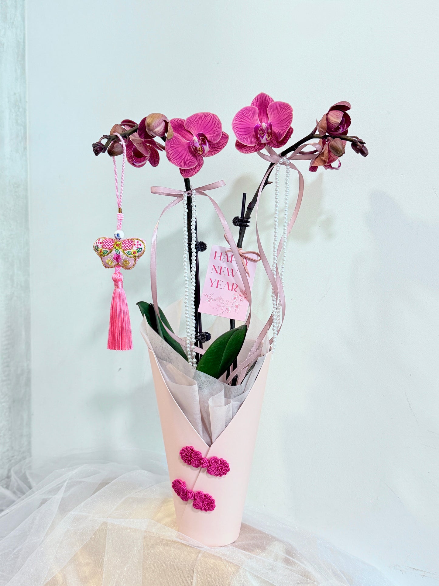 Mini Phalaenopsis Orchids | Bloom Box