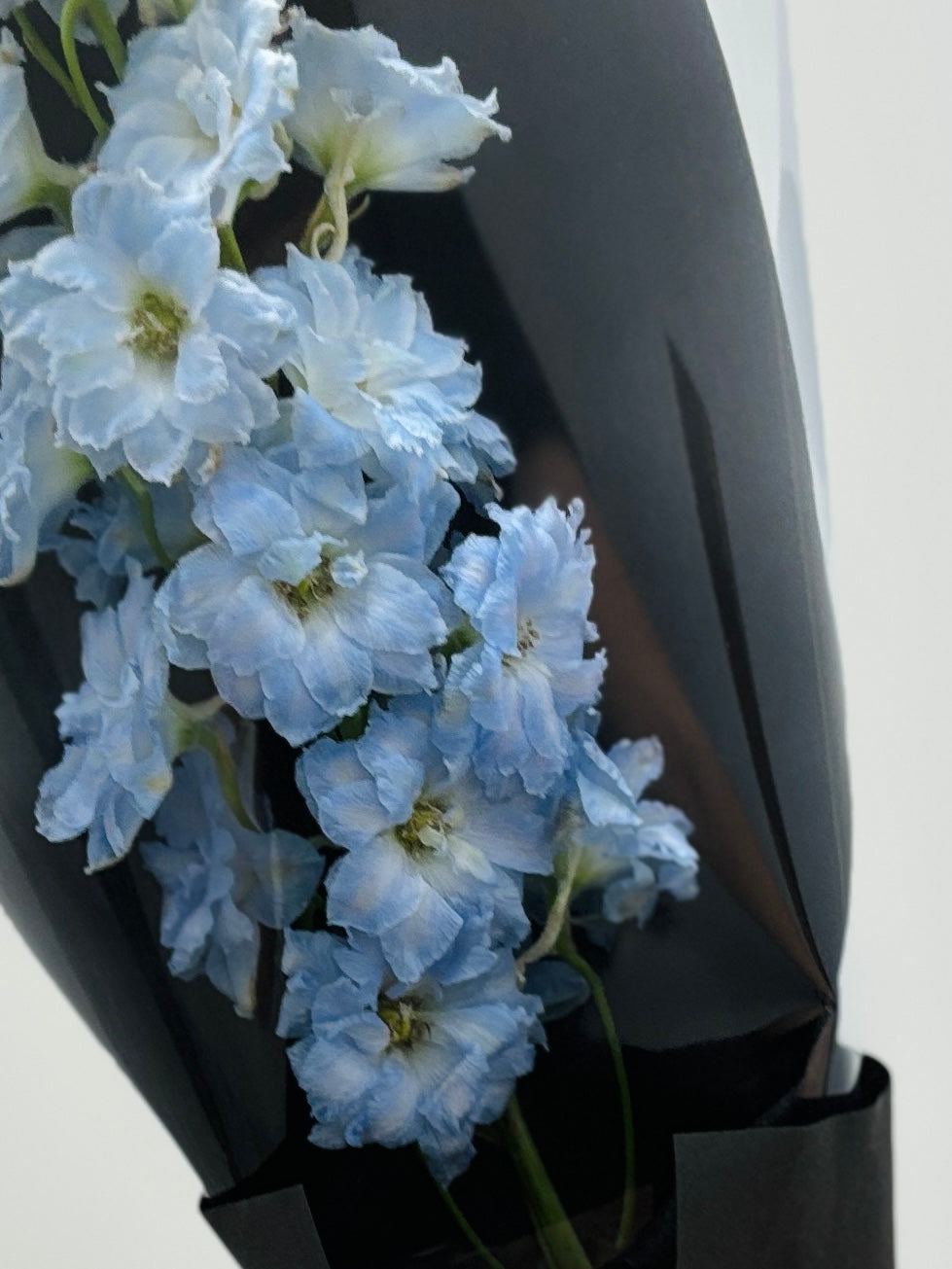 Delphinium | Single Series Bouquet